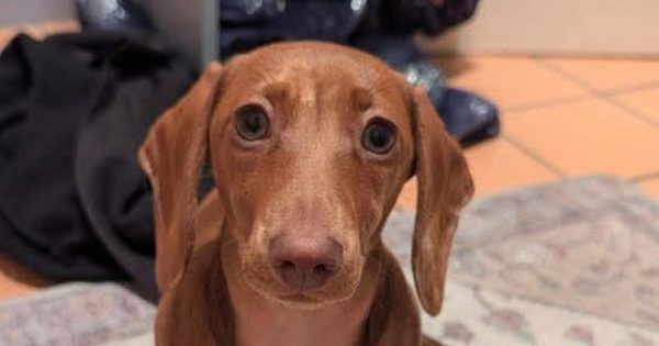 Second dog dies after walk at Lake Ginninderra - could the government be doing more to protect our pets?