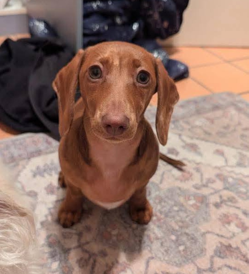 daschund