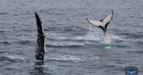 25 years on, researcher still learning about whales in Jervis Bay and Eden