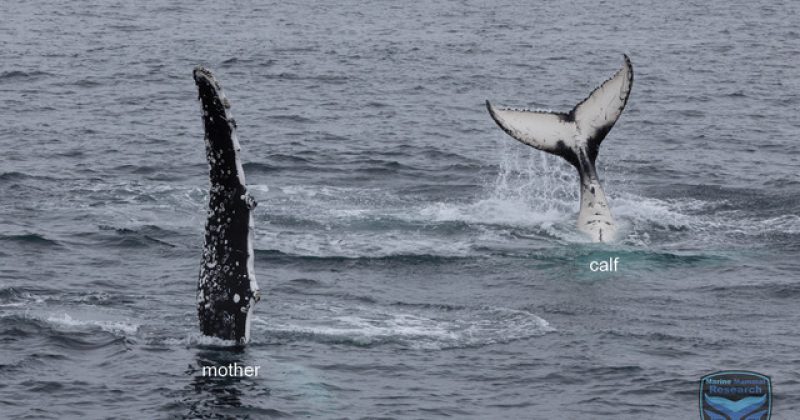 25 years on, researcher still learning about whales in Jervis Bay and Eden