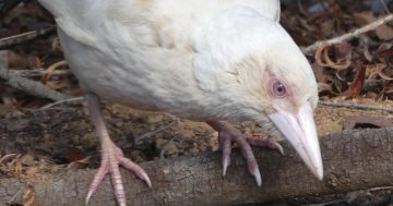 'Whitie' confirmed as albino - so what does that mean for the magpie? And will it still swoop?