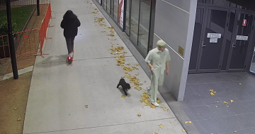 Canberrans urged to report animal welfare after 'truly appalling' assault