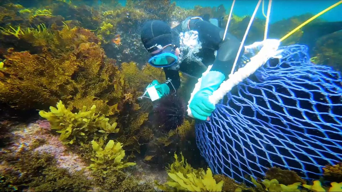 A diver with net harvesting sea urchin surrounded by kelp.
