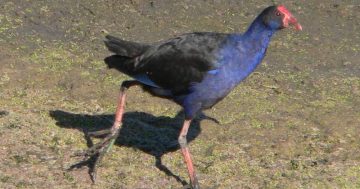 Sharing our lakes and ponds with three hens that love water