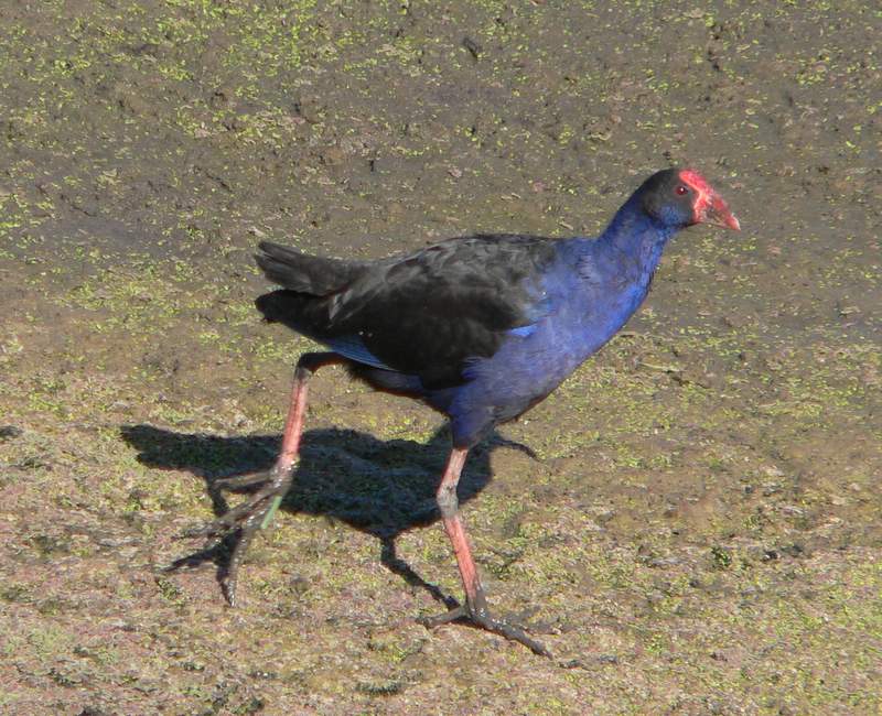 Swamphen displaying its long toes, blue-purple plumage and heavy red bill and frontal shield