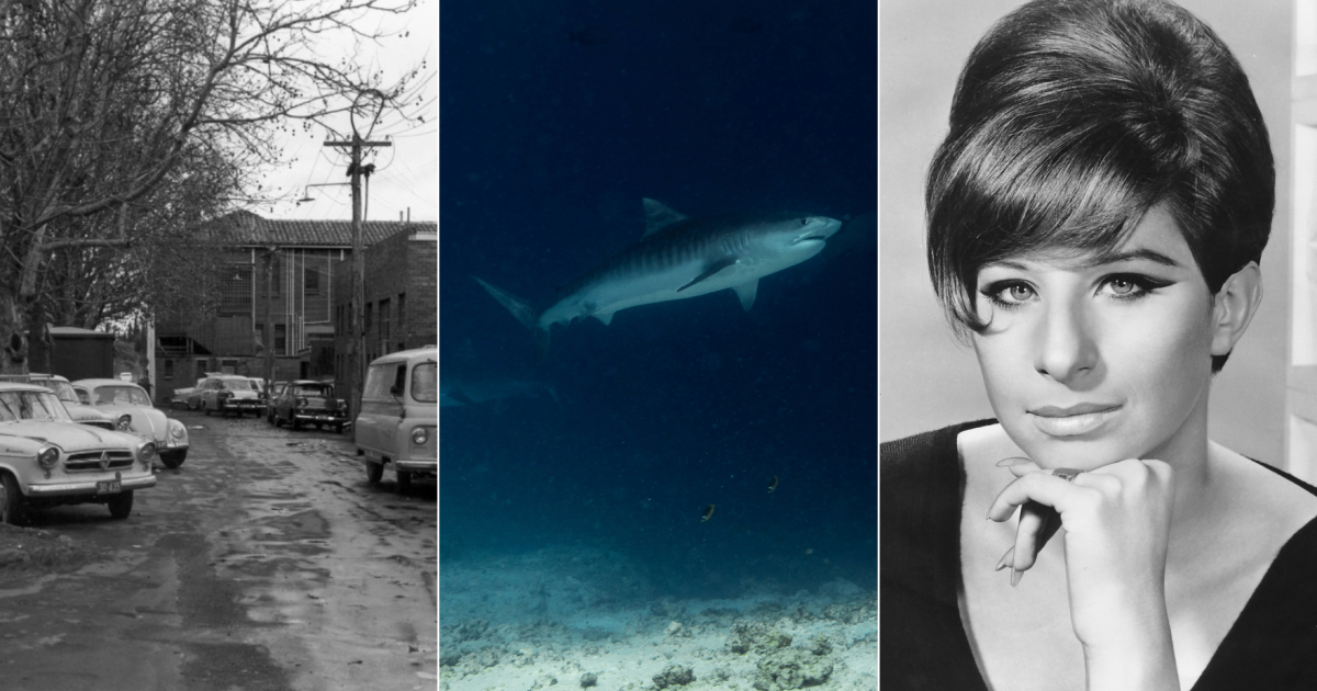 QUIZ: Does Australia have tiger sharks? Plus 9 other questions | Region Canberra