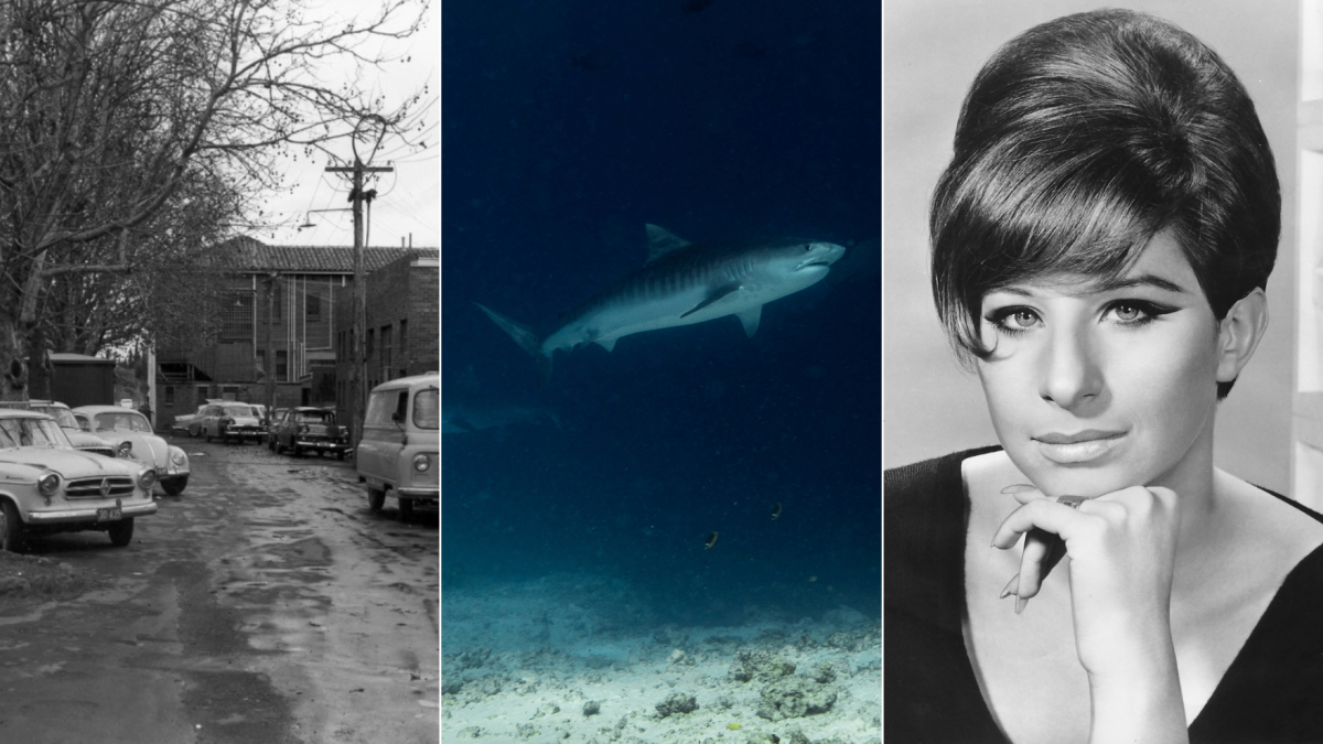 Canberra street, shark, Streisand