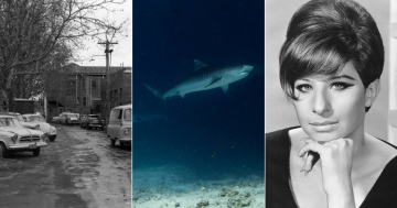 QUIZ: Does Australia have tiger sharks? Plus 9 other questions