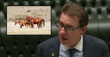 'It has corrected a wrong': Kosciuszko Wild Horse Heritage Act repeal passes NSW Government's Lower House