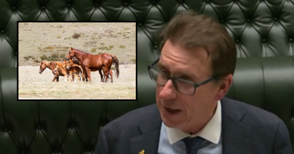 'It has corrected a wrong': Kosciuszko Wild Horse Heritage Act repeal passes NSW Government's Lower House
