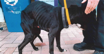 Starving dog had worst body condition possible when it was seized