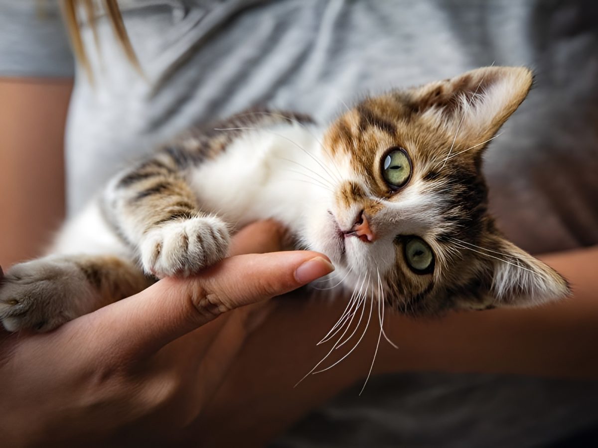 cat in trouble