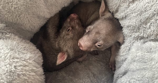 Award-winning heroes: Rescuers protecting wombats from mange and misfortune
