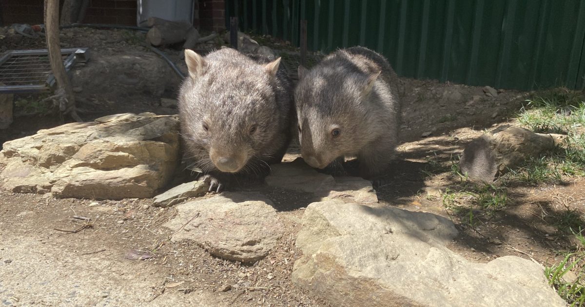 ACT Greens concerned draft report ‘paves a pathway’ for legal culling of Canberra’s wombats