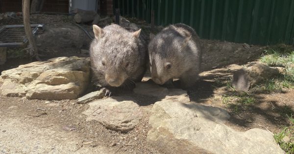 ACT Greens concerned draft report 'paves a pathway' for legal culling of Canberra's wombats
