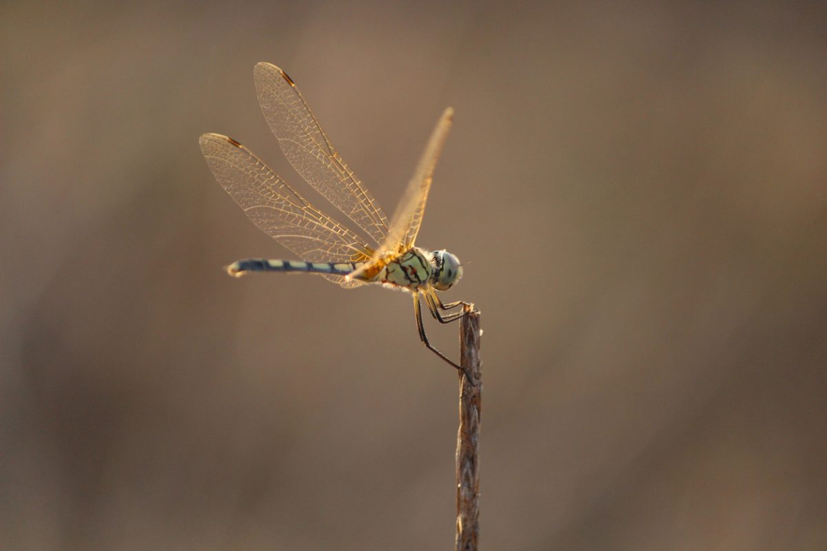 A dragonfly green tail with orange golden wings on a stick tip