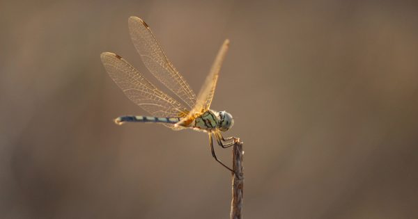 Seeing more dragonflies? It might be a sign of the weather predicted for summer