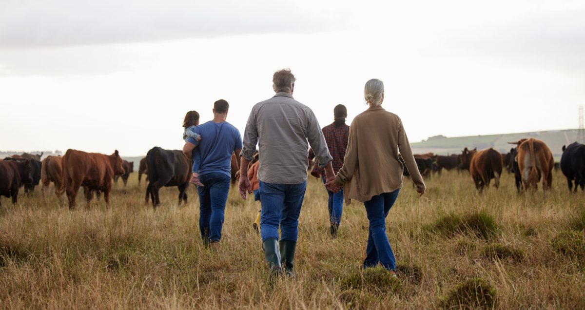 Family and cattle walk through rural land