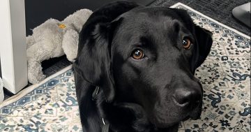 Dogs like Lingo are a lifeline for Aussie veterans and first responders