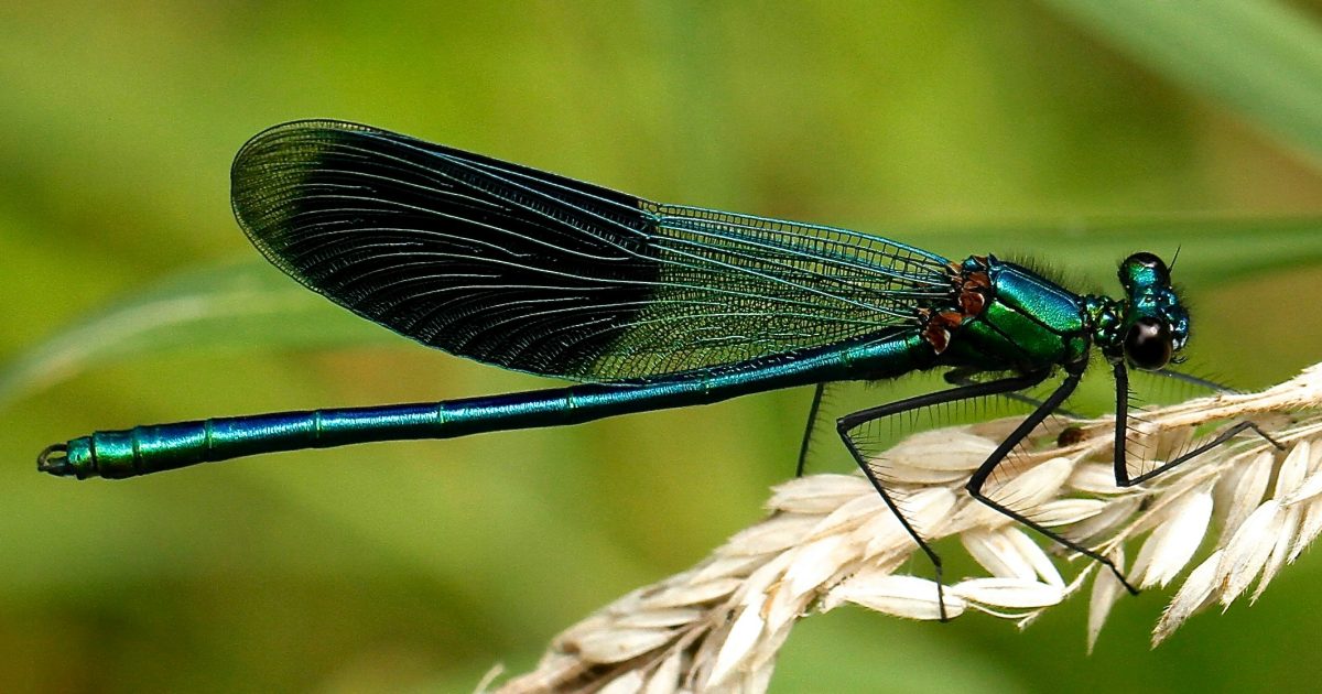 Seeing more dragonflies? It might be a sign of the weather predicted for summer | Region Canberra