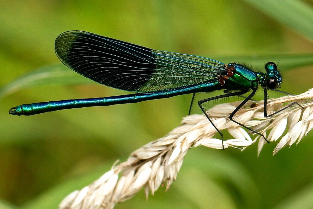 A dragonfly landing on a plant