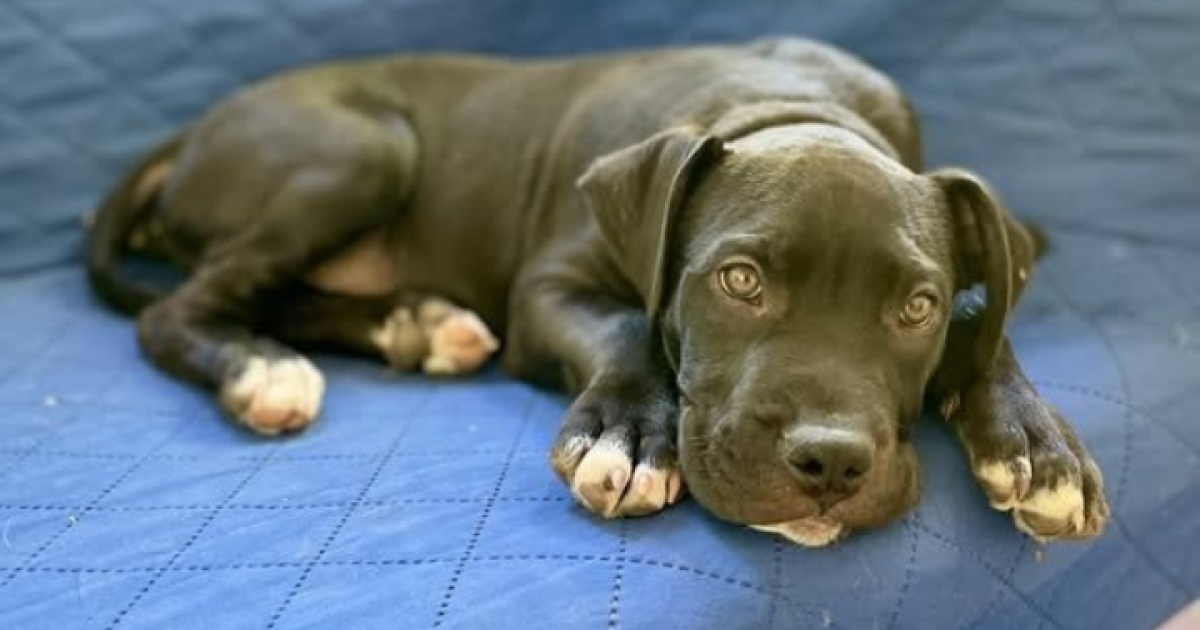 Pets of the Week: Jack and Lily | Region Canberra
