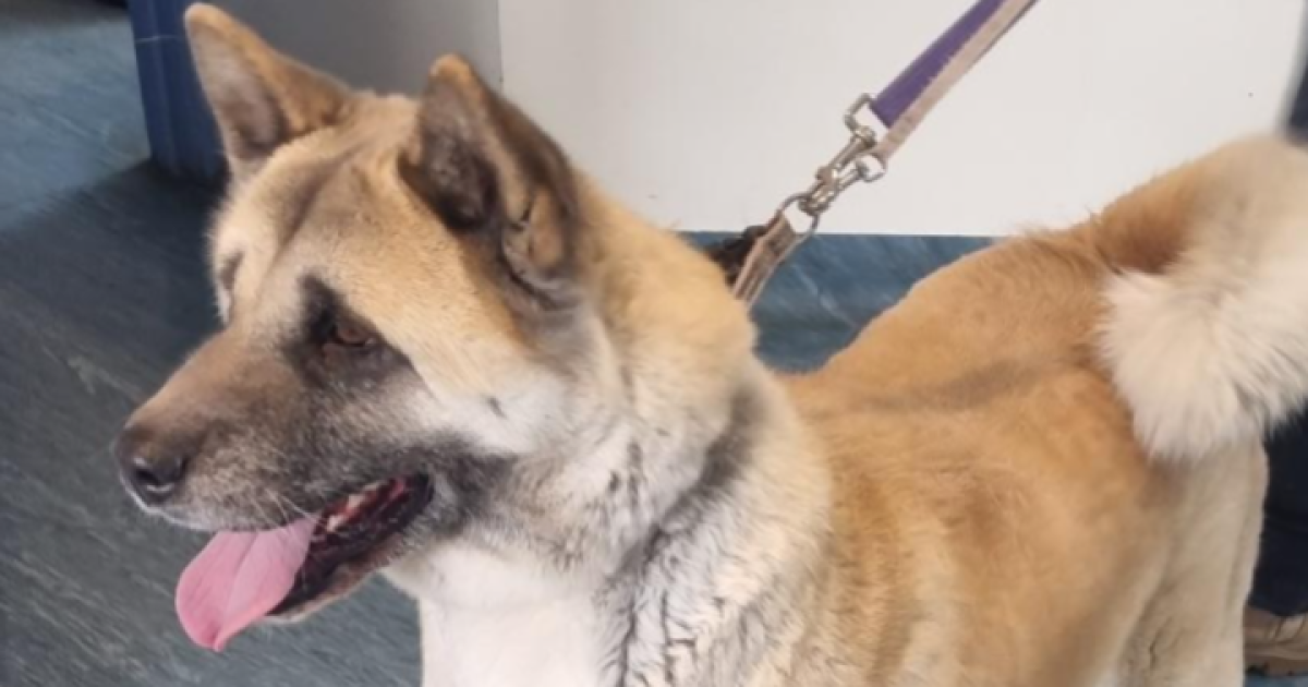 Dog of the week: Charlie Charlie is one of the most adoptable (and pretty) dogs you’ll meet. She is an…