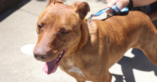 Pets of the Week: Eggward and Bindi