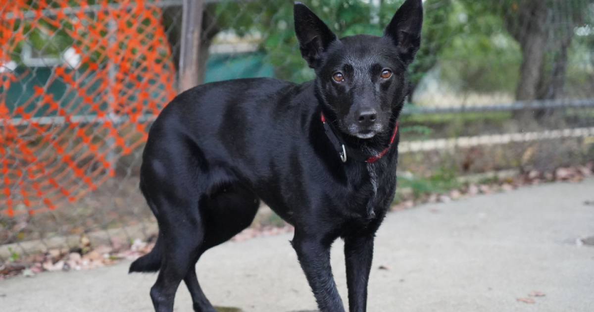 Pets of the Week: Peppermint and Willow | Region Canberra Pets of the Week: Peppermint and Willow | Region Canberra