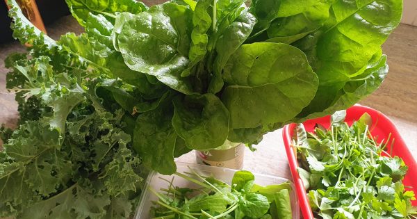 Help! My garden has become a battleground