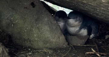 Relief as little penguins swim ashore after 30-year absence