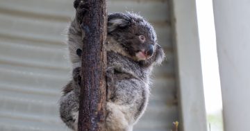 Cameras installed at Tidbinbilla after visitors caught poking and throwing objects at koalas