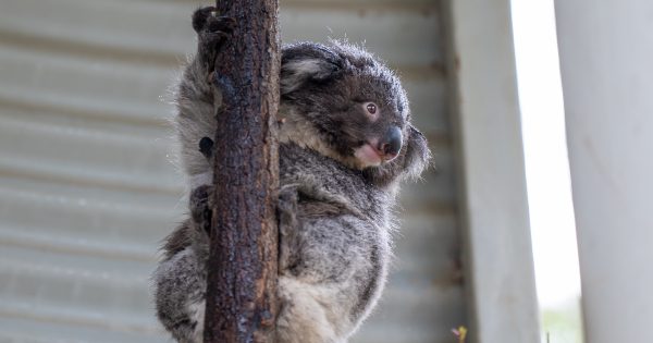 Cameras installed at Tidbinbilla after visitors caught poking and throwing objects at koalas