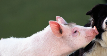 Babe | Screening at the NFSA