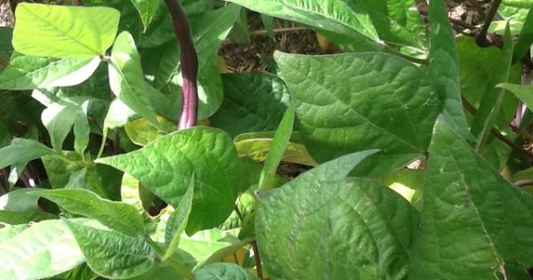 Hedge your bets for a bumper summer crop