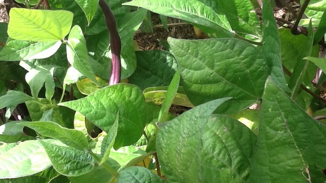 Hedge your bets for a bumper summer crop | Region Canberra Hedge your bets for a bumper summer crop | Region Canberra