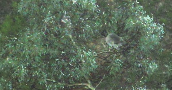 Koala cluster discovered in Snowy Mountains 20 years after bushfire