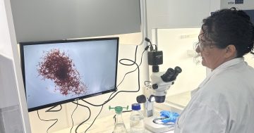 Kelp scientist Jo Lane returns to Tilba with an Australian first