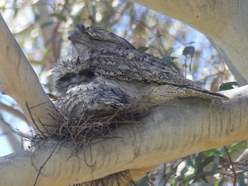 Tawny Frogmouth and big chick 