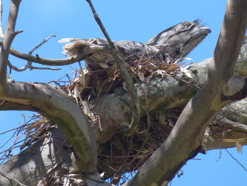 Tawny Frogmouth and big chick