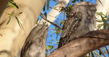 Tawny Frogmouth is our bird of the year!