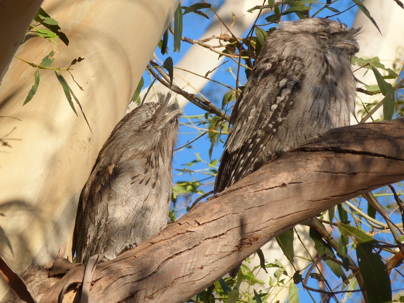 Tawny Frogmouth pair on a branch.