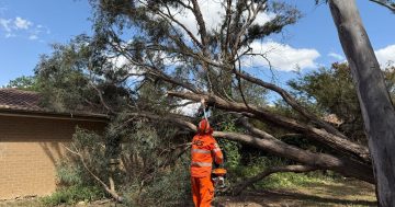 Updated: Wild winds wreak havoc across the ACT