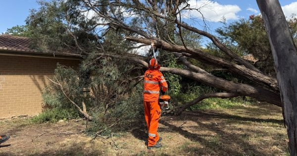 UPDATED: Wild winds wreak havoc across the ACT
