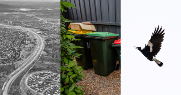 QUIZ: How much will an extra green bin cost you? Plus 9 other questions