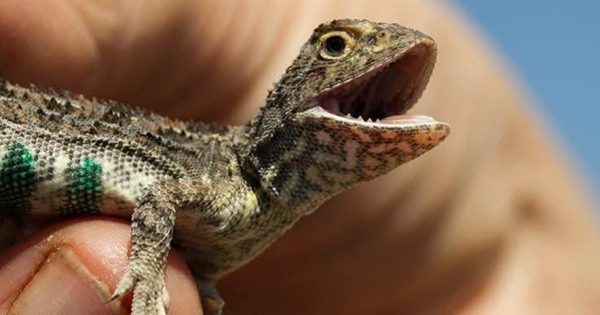 Probe investigates if airport road project will protect critically endangered reptile