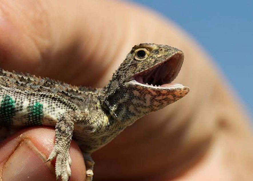 Canberra Grassland Earless Dragon