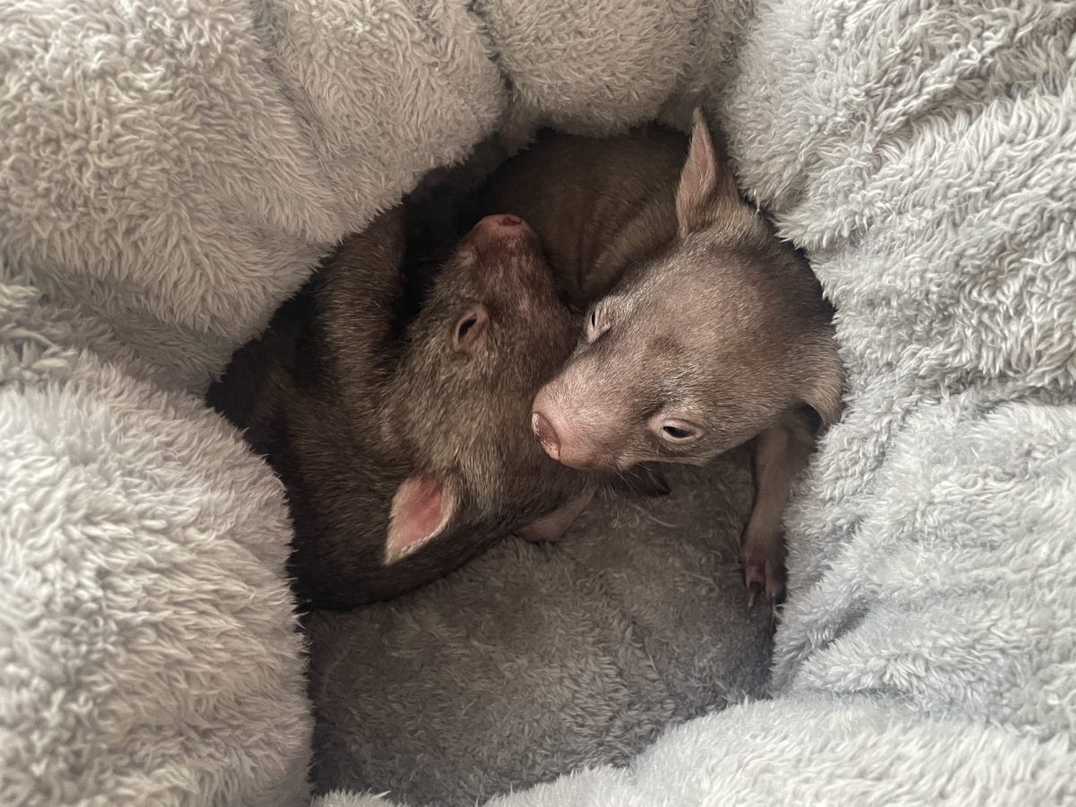 two baby wombats