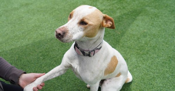 Pets of the Week: Benji and Sprout