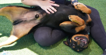 Pets of the Week: Rocky and Samy